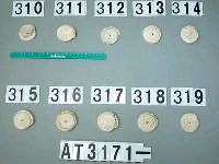 藏品(芋螺貝)的圖片